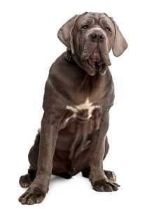 Neapolitan shops mastiff adoption